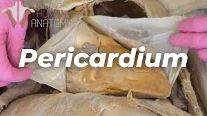 Image result for Pericardium