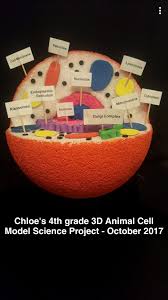 4th Grade Science Project 3d Animal Cell Model October 2017 Animal Cell Animal Cell Model Project Animal Cells Model