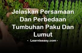 Oleh parta ibengdiposting pada 15 agustus 2021. Jelaskan Persamaan Dan Perbedaan Tumbuhan Paku Dan Lumut