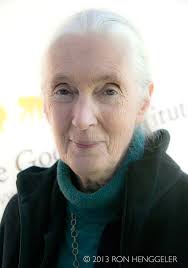 Jane Goodall: Trump Reminds Me of 'Male Chimpanzees and Their Dominance  Rituals'