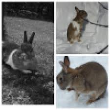 Kaninchen Schneller Einfangen Sind Tagsuber Im Ganzen Garten