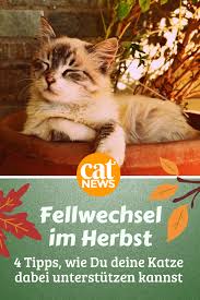 was katzen jetzt brauchen 4 tipps fur die fellpflege im herbst cat news net katzen warum schnurren katzen katzenhaltung