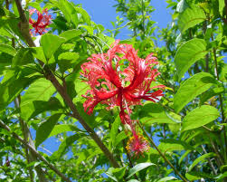 Image result for Hibiscus schizopetalus