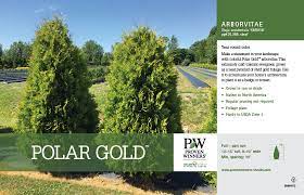 How to remedy arborvitae disadvantages. Thuja Polar Gold Arborvitae 11x7 Variety Benchcard Proven Winners