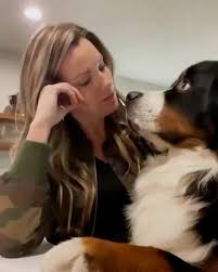 Image result for magnolia genia