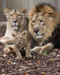 Pin On Beautiful Lions And Tigers