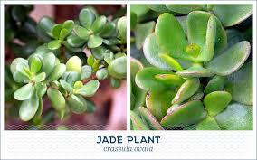 Fashion, motors, electronics, sporting goods, toys 20 Popular Types Of Succulents Ftd Com