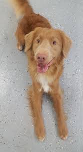 buff nova scotia duck tolling retriever scout untier
