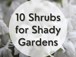 Tips and inspiration to get growing. The Best Shrubs That Grow In Partial Dappled Or Deep Shade Gardens Dengarden