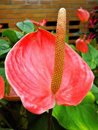 Little Boy Flower Anthurium Flower Flowers Anthurium