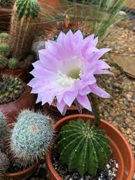 Both types have flattened stems, called segments, which are lightly serrated on the edges. Cactguy Echinopsis Oxygona Easter Lily Cactus