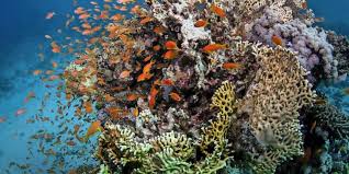 Global heating caused by fossil fuel burning has driven ocean temperatures higher, leading to three mass bleaching events on the 2,300km reef since. Klimawandel Kaum Noch Neue Korallen Im Great Barrier Reef