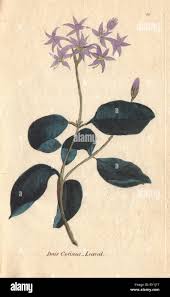 Image result for Dioscorea cotinifolia