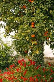 What other fruit trees do well in missouri? Neroli Oil Uses Florida Garden Planting Guide Tree Care
