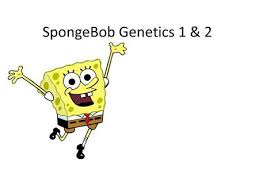 Spongebob squarepants recently met spongesusie roundpants at a dance. Bikini Bottom Genetics Ppt Video Online Download