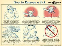 How To Remove A Tick: An Illustrated Guide | The Art Of Manliness