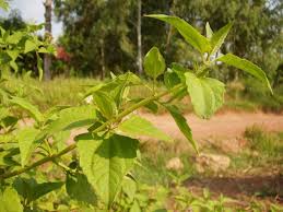 Image result for Chromolaena odorata