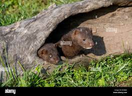 Baby Mink High Resolution Stock Photography And Images Alamy