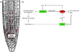 Check spelling or type a new query. Cytokinin And Auxin Intersection In Root Meristems Genome Biology Full Text
