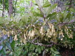 Image result for Terminalia boivinii