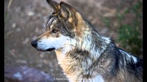 Endangered Species Of The 1960s Maxresdefault Jpg Mexican Gray Wolf Endangered Species Endangered