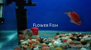 Kolkata Flowerhorn King Home Facebook