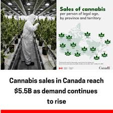Canada's cannabis market just hit $5.5 billion in annual sales — and it's  still growing. New data shows sales climbed 6.1% between April 2024 and  March 2025, with a massive 37.1% jump