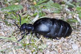 Schwarzblauer Olkafer Ist Insekt Des Jahres Bw Agrar Online Landwirtschaftliche Informationen Fur Baden Wurttemberg