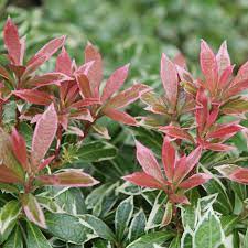 Other common names pieris 'little heath'. Gardify