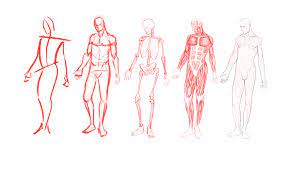 The groin is the area in the body where the upper thighs meet the lowest part of the abdomen. Artstation Human Anatomy Studies Male Jack Bronswijk