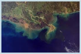 Image result for Hypoxis kilimanjarica