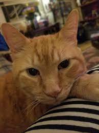 my orange blossom baby boo zeppelin cat s cat pics cat photo