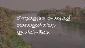 Fish Names In Malayalam And English മലയ ളത ത ല ഇ ഗ ല ഷ ല