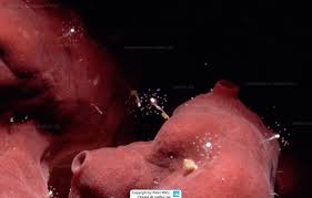 Image result for Sphaerocoryne gracilis