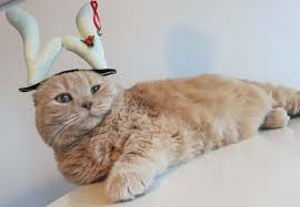 Check out inspiring examples of munchkin_cat artwork on deviantart, and get inspired by our community of talented artists. Santa S Little Helper Christmas Holiday Naughty Elf Costume Cat Wearing Reindeer Antlers Purple Hair Color La Carmina Blog Alternative Fashion Goth Travel Subcultures