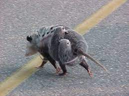 Pin On If It Creeps Or Crawls I Like It