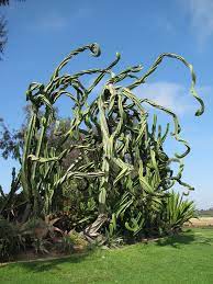 Maybe you would like to learn more about one of these? Cactus Garden Balboa Park San Diego Ca Mapio Net