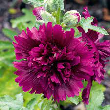 We did not find results for: Hollyhock Seeds Queeny Purple Dobies