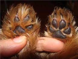 How To Trim A Yorkie Paws Yorkshire Terrier Grooming Yorkshire Terrier Yorkie Haircuts