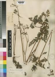 Image result for Afrosciadium rhodesicum