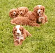 Male only 3 months old loving temperaments, sometimes the cavapoo is an 9 pound black tan. Toy Cavapoo Puppies Home Facebook