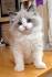 Ragdoll Cat Breed Profile | Petfinder