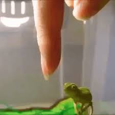 Chameleon Gif Find Share On Giphy Baby Chameleon Cute Reptiles Cute Animals