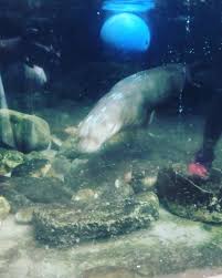 New The 10 Best Travel With Pictures Wish I Could Be Active Like This Daily Otter Dallasworldaqu Dallas World Aquarium Nature Aquarium Aqua Culture