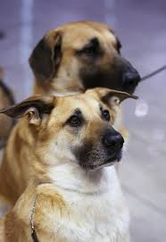 138th annual westminster kennel club dog show rare dog breeds dog breeds chinook dog