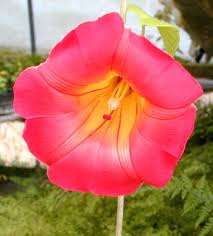 Image result for Stictocardia