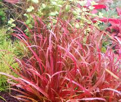 Image result for Blyxa