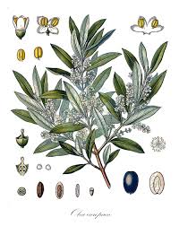 Image result for Oleaceae