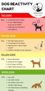 How to socialize a reactive dog. Reactive Dog Training Tips To Help Your Dog Get Better