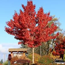 Image result for bigtooth maple